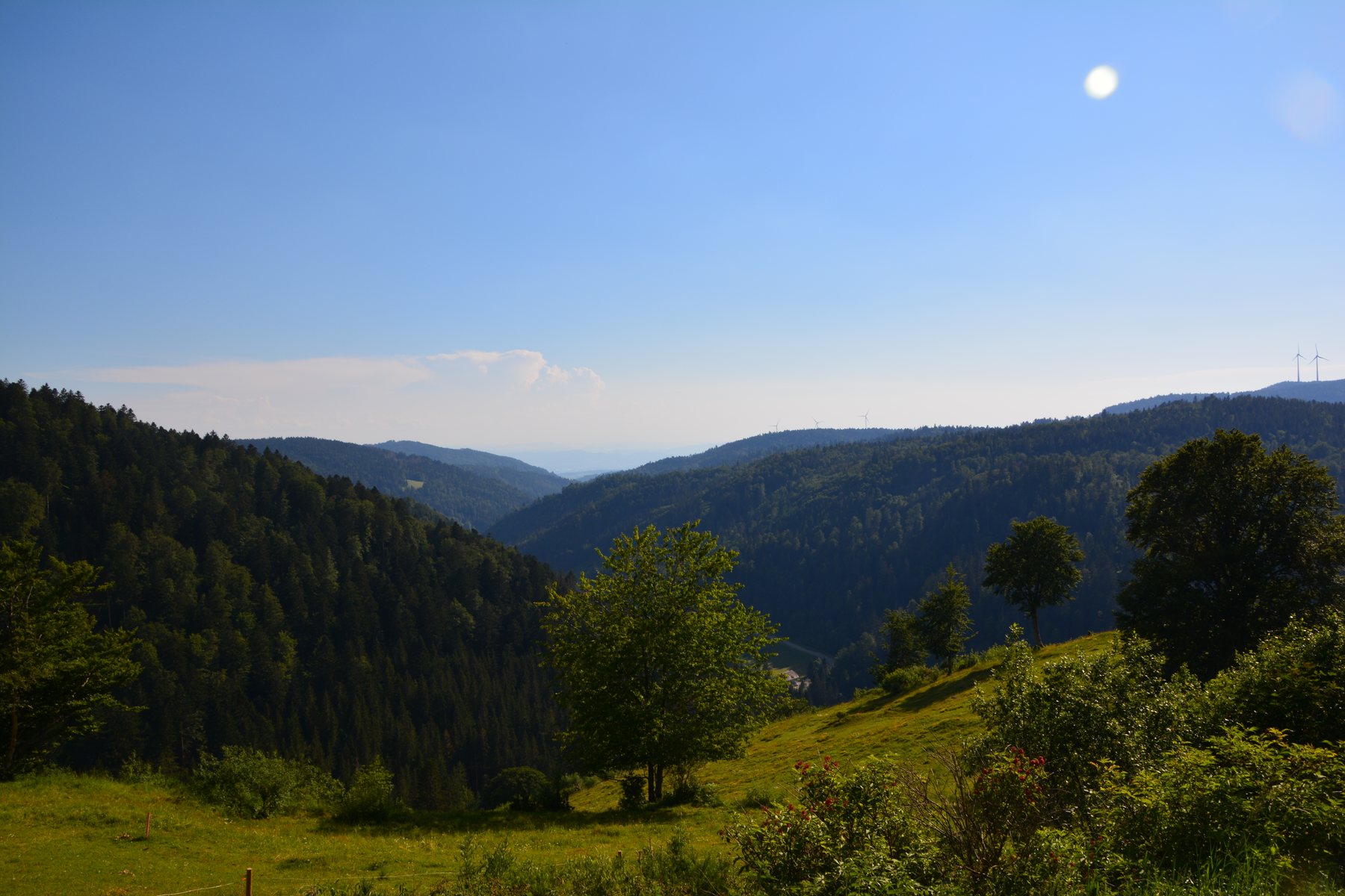Blick ueber die Waldlandschaft im Suedschwarzwald
