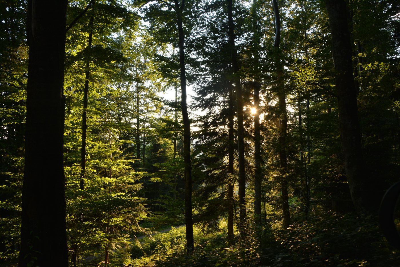 Sonnenlicht im Wald im Suedschwarzwald